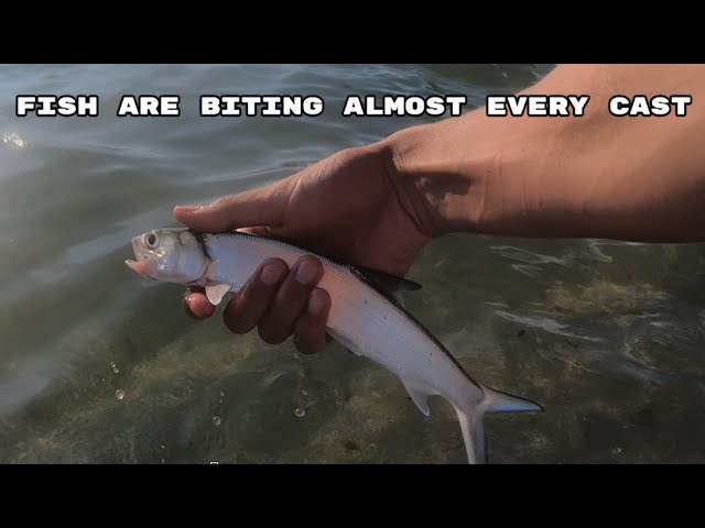 Fish Biting almost every cast on the Beach! 