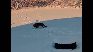 Pleasant Prairie Police Department K9 Chase Caught Engagement in "Misconduct" 12/2/2025