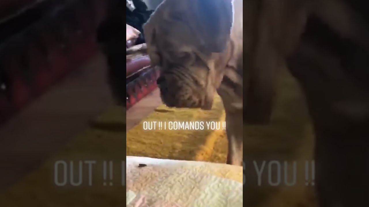 This Dog's Reaction To An Insect Is Hilarious 🤣🤣