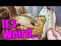 How Legless Lizards Shed and Eat How Legless Lizards Shed and Eat