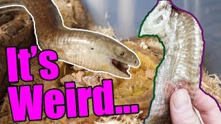 How Legless Lizards Shed and Eat