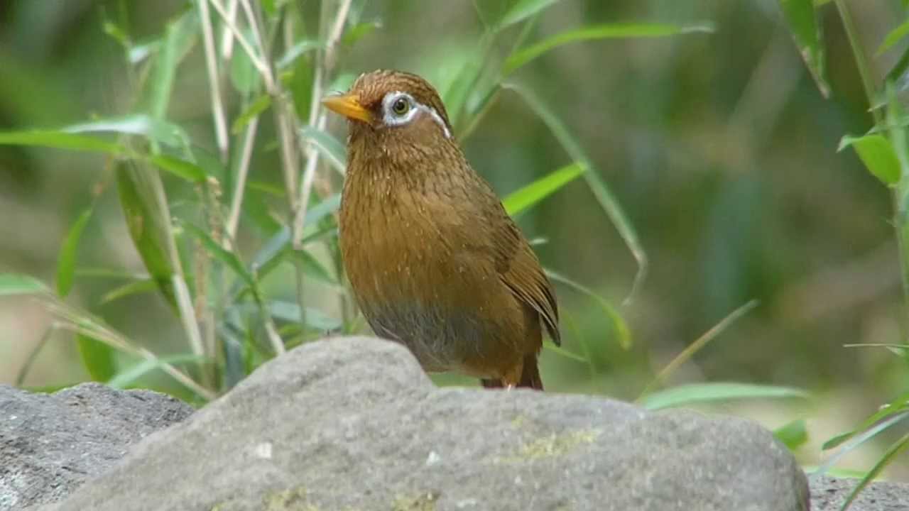 ガビチョウとウグイスの鳴く森 ｓａｋｕｒａｇａｏｋａ ｐａｒｋ Forest And Bush Warbler Hwamei Youtube