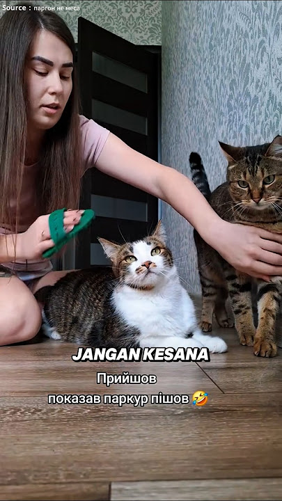 KETIKA KUCING MERASA CEMBURU