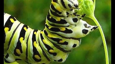 Awesomenauts advanced tutorial: How to skillshot as religious caterpillar