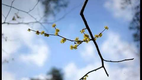 تلاوة للقارئ أحمد النفيسة (3)(9)1435 ما تيسر من سورة البقرة من 146 الى 216