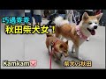 巧遇一隻乖乖的秋田犬女！🥰😘❤️💋 柴犬vs秋田 ｜kamkam豬 #柴犬  #秋田犬