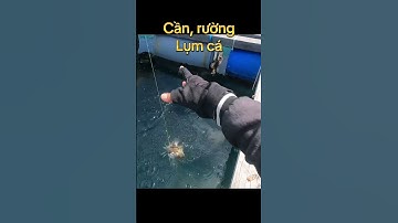 Câu cá dìa, dò #fishing
