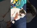 みーちゃんに嫉妬したらオレは終わり