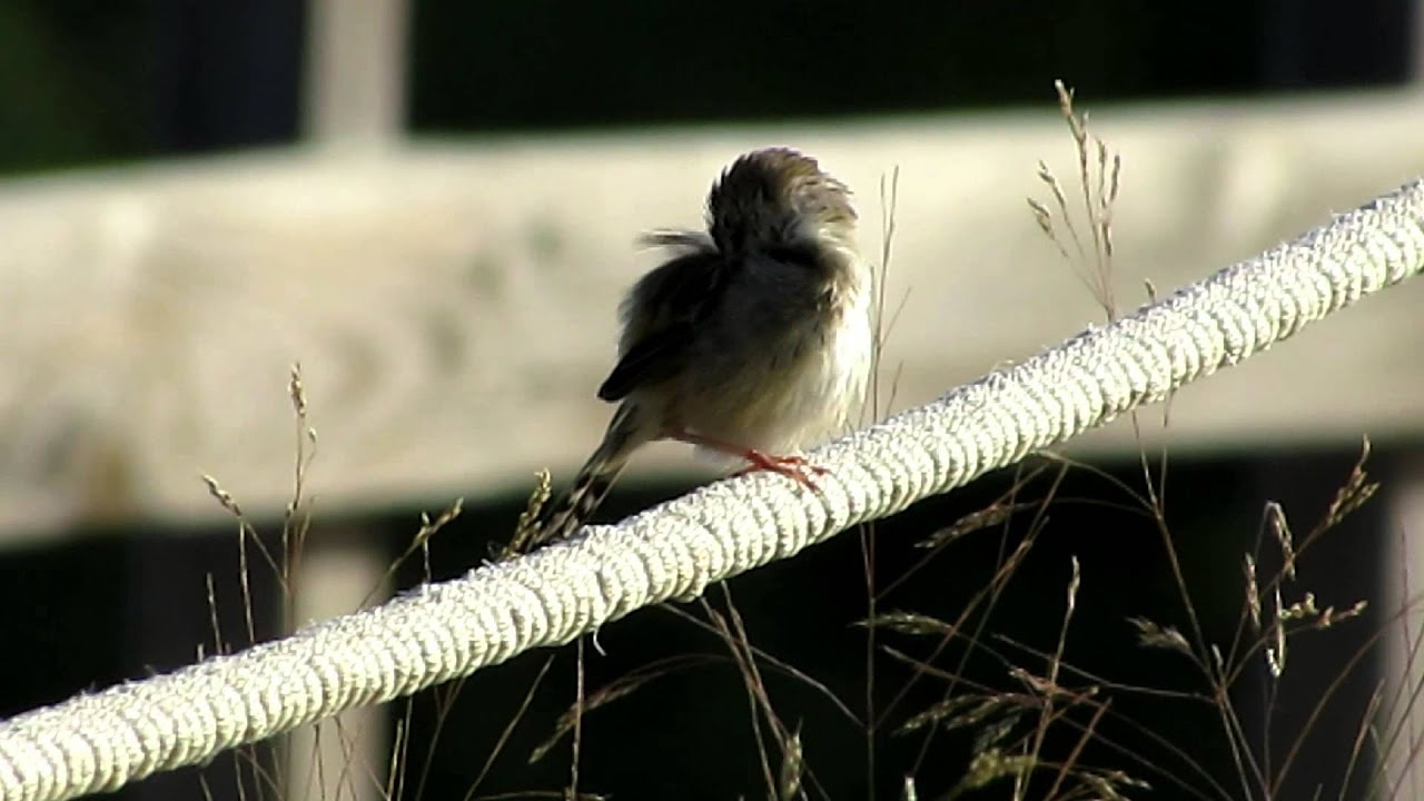 Fan-tailed Warbler 