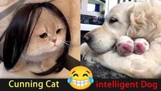 😍Have a Good time with Lazy Cats and Smart Dogs😽🐶Fantastic Animals Where to Find 31th🤣😂🦄