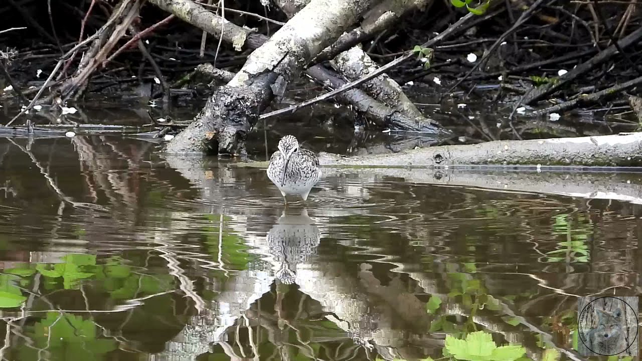 Greater and Lesser Yellowlegs and a few ducks in my Wild Vancouver
