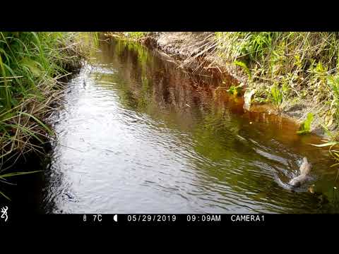 Mink in Daylight on the River Ugie near Peterhead North East Scotland