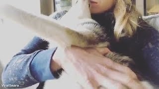 Do Not Call This Angry Dog Cute 😂