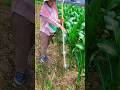 Amazing agricultural tools for rural farmer | Manual fertilizer spraying equipment #tools #farming