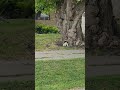 🤣 #travel #travelvlog #travelblogger #animals#cat #cats#love#nature #naturelovers#starseed #wanderer