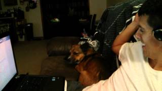 Tickling The Ear Of Our Corgi Liam