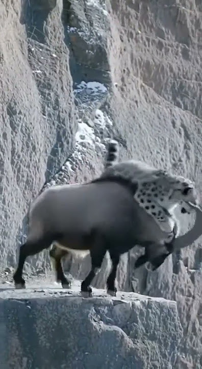 Unbelievable! Snow Leopard Hunts a Mountain Goat on the Cliffs.#predator #snowleopard #goat