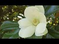 Southern magnolias