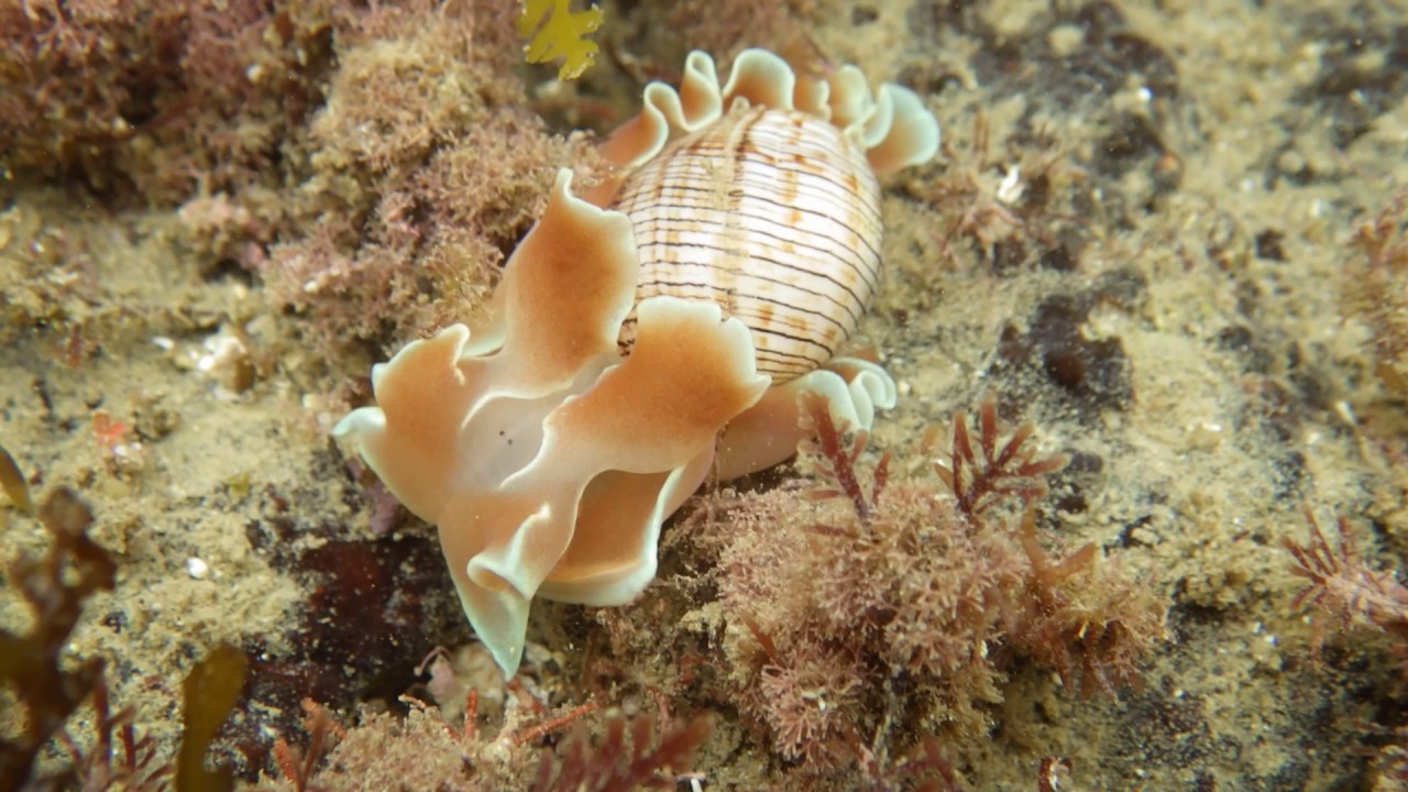 日置川　志原海岸　ミスガイ　Hydatina physis (Linnaeus, 1758)