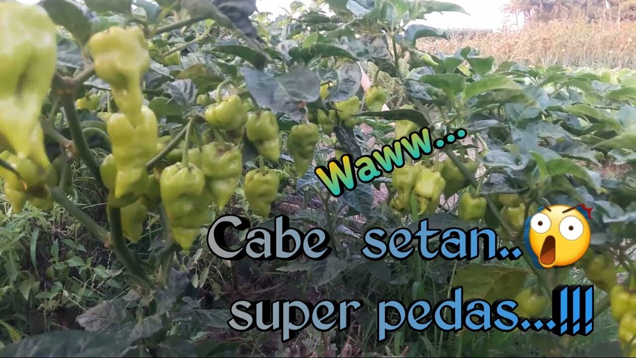 Jenis Cabe super pedas ..(cabai setan)