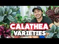 DIFFERENT VARIETIES OF CALATHEA