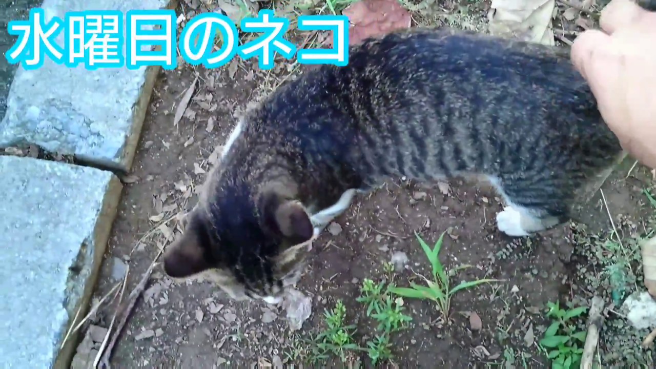 猫動画 せんべいを食べるねこ 水曜日のネコ Youtube