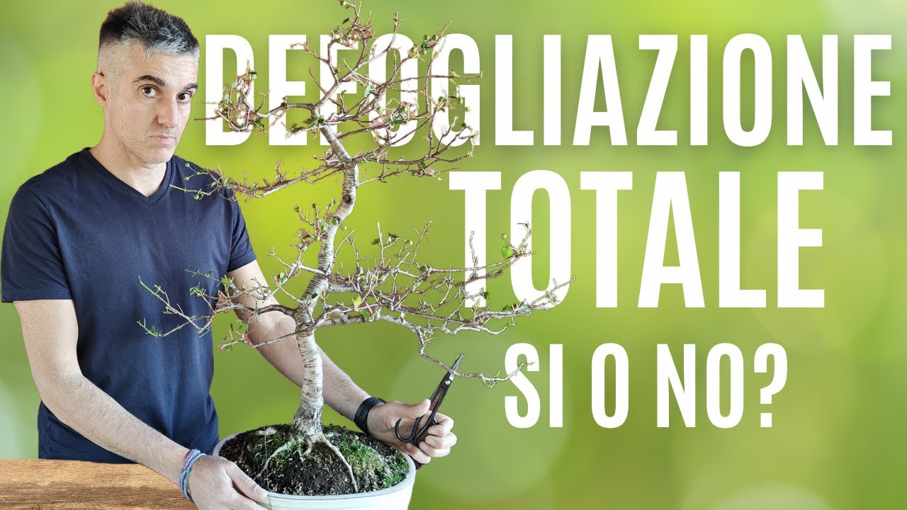 COME FARE la DEFOGLIAZIONE TOTALE su  BONSAI di PRUNUS MAHALEB