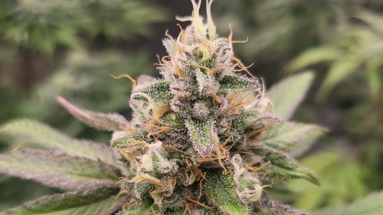 Growroom update. Getting close to harvest time for the Sugar Black Rose.  