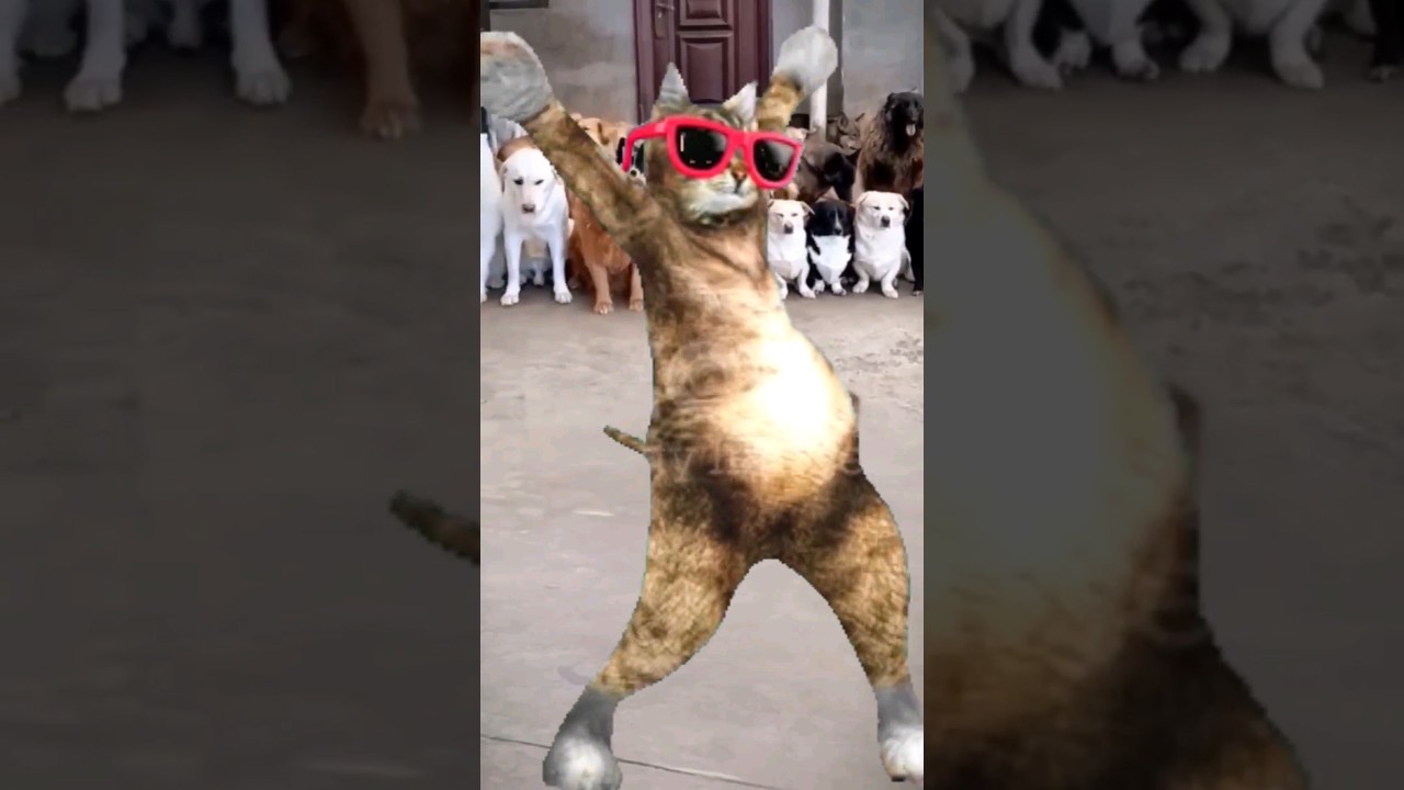 Cute Dog and Cat Dance 🐶🙀😂