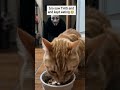 Kitten eating