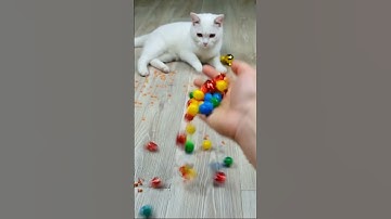 Cat Barsik Beads 🧡 Reverse video #marblerunandmore #cat #reverse