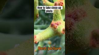How to take close-up photo #photo #closeup #biology #technique #iphone17pro #shorts #subscribe