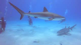 Bahamas Diving   July 2023   SD 480p