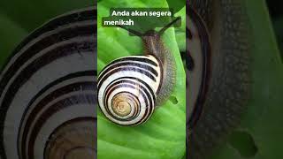Arti Mimpi Melihat Siput atau Bekicot