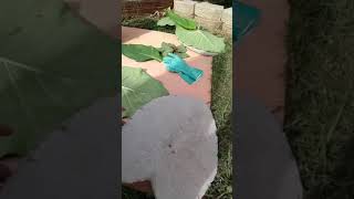 Leaf Garden Stones!