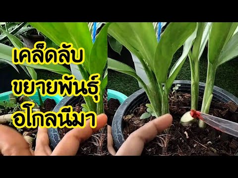 เศรษฐีใหม่ เคล็ดลับขยายพันธุ์