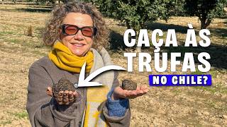Caça às Trufas no Chile e pratos harmonizados com vinho: Experiência perto de Santiago