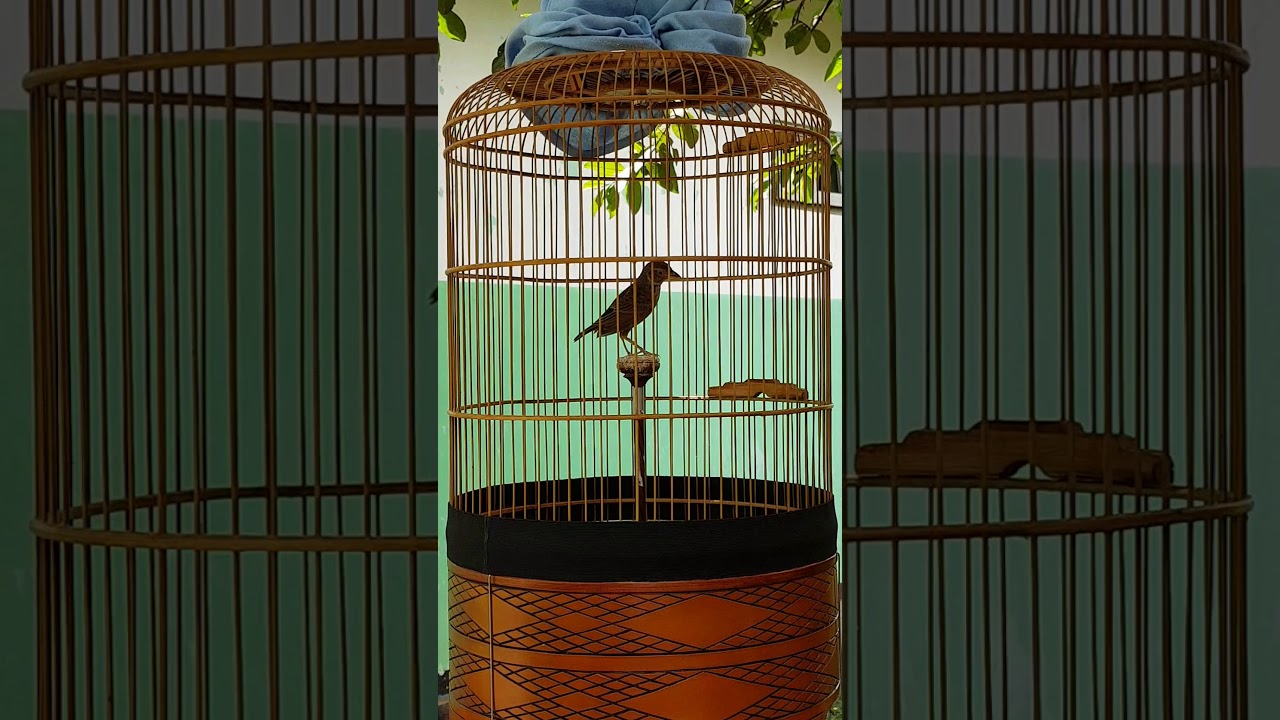 Branjangan Javanica full isian - YouTube