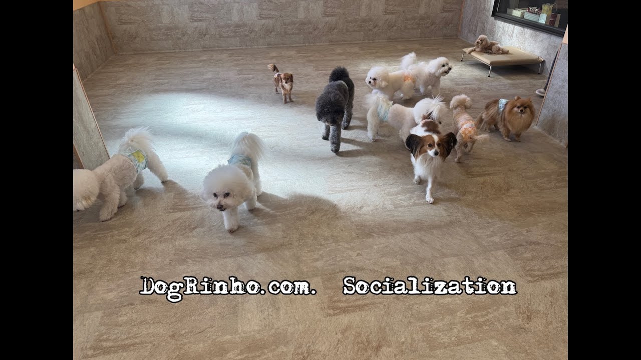 Dog daycare in Japan DogRinho 犬の保育園　20260210