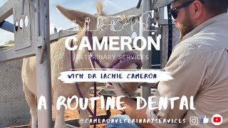 A routine equine “dental” (oral health exam).