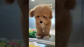 Adorable Maltipoo Puppy in dubai #uae #uaepets #puppy #puppies #pets #dogs #dubai #emirates
