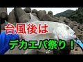 2018　台風後の港でデカエバ爆釣！