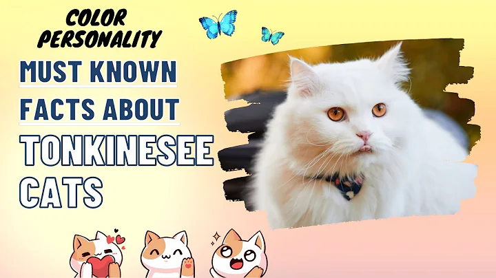 Video 1628831: tonkinese cat, cats entertainment amazing, funniest cutest cats, cat learning, cat colors