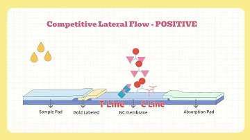 How Drug Test Kits Work | Competitive Binding Explained with Animation (ICA Principle)
