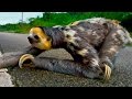 Ленивец переходит дорогу - Three toed sloth crosses the road