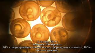 Эмбриогенез пеляди /embryogenesis Coregonus peled