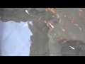 ３色錦めだか　稚魚　2015-3-30