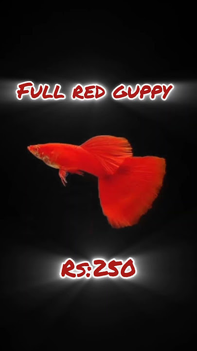 Lima guppy impor teratas🧚‍♂ penjualan guppy online 🤩 whatsapp:9994262882