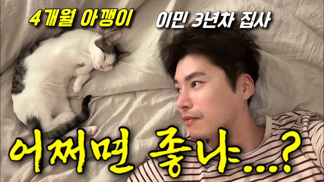 캐나다에서 구조된 길고양이 데려왔더니…이럴줄 몰랐습니다.