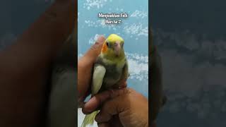 Melatih Burung Falk Jinak Parkit Australia Cockatiel Kakatua Mini Jambul Kuning